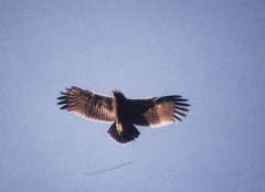 Lesser Spotted Eagle