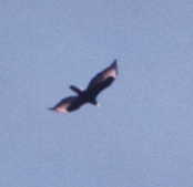 Verreaux's Eagle