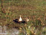 Spot-billed Duck