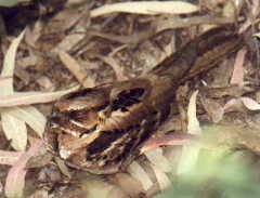 Large-tailed Nightjar