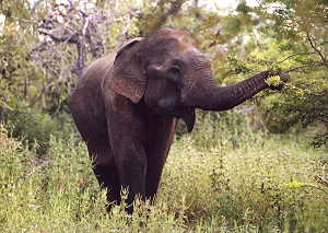 Asian Elephant, Yala NP