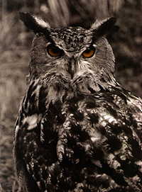Eagle Owl - 'HOO-oo'