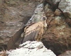 adult Griffon Vulture