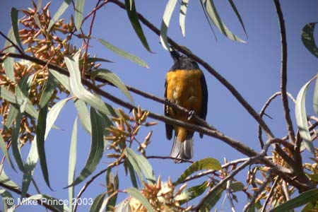 Orange-bellied Leafbird, Kumeria