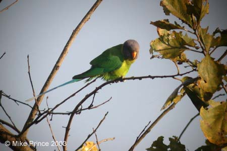 Plum-headed Parakeet, Corbett National Park