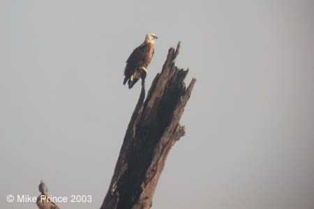 Pallas's Fish Eagle, Corbett National Park
Corbett National Park