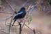 Grey-winged Blackbird, Pangot