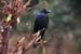 Large-billed Crow, Pangot