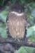 Brown Fish Owl, Mohan