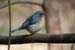 Tickell's Blue Flycatcher, Kumeria