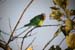 Plum-headed Parakeet, Corbett National Park