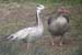 Bar-headed Goose and Greylag Goose