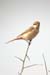 Male arenarius Rufous-tailed Shrike, Harike