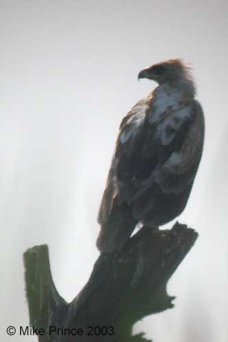 Greater Spotted Eagle, Basai