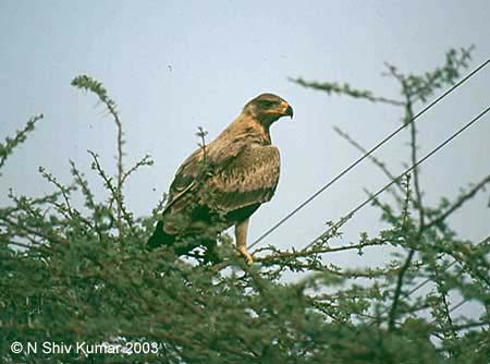 Tawny Eagle, Rajasthan; © N Shiv Kumar