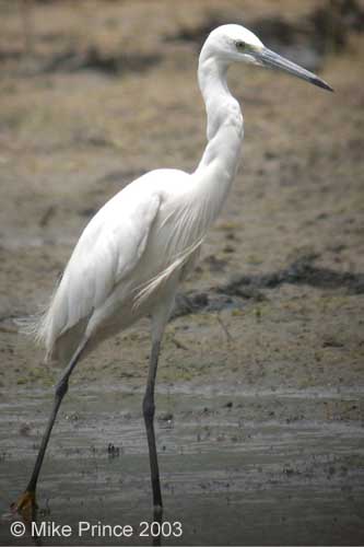 Western Reef Egret, Bhindawas