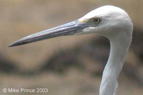 Western Reef Egret, Bhindawas