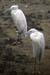 Egrets, Bhindawas