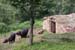 Buffalos at village home, Ramgarh.