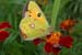 Butterfly and Ladybird, Mukteshwar.
