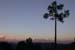 Pine with Sunset over Trishul, Binsar.