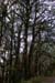 Moss-covered Oak Trees, Binsar.